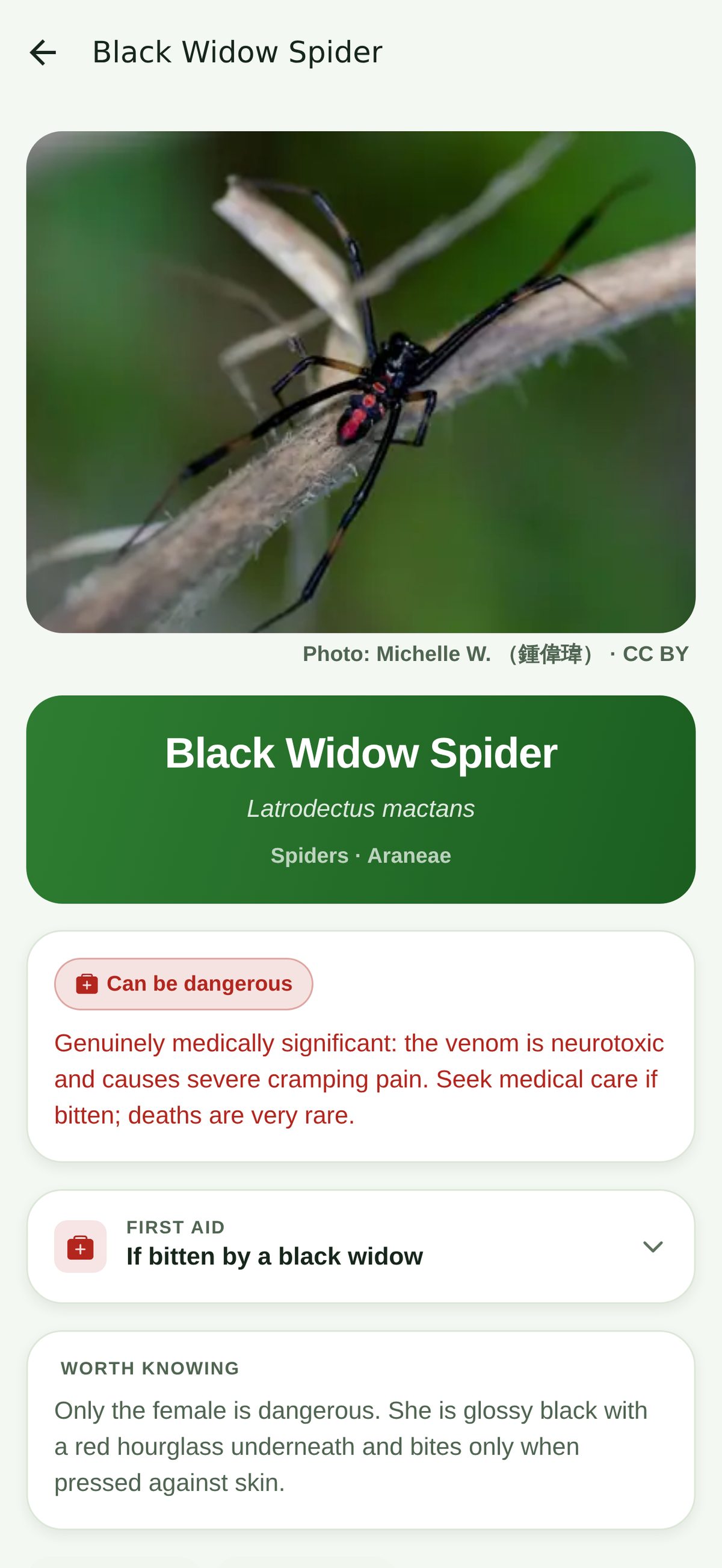 The Black Widow Spider guide entry: a reference photo, a Can be dangerous badge, what the venom does, and first aid if it bites